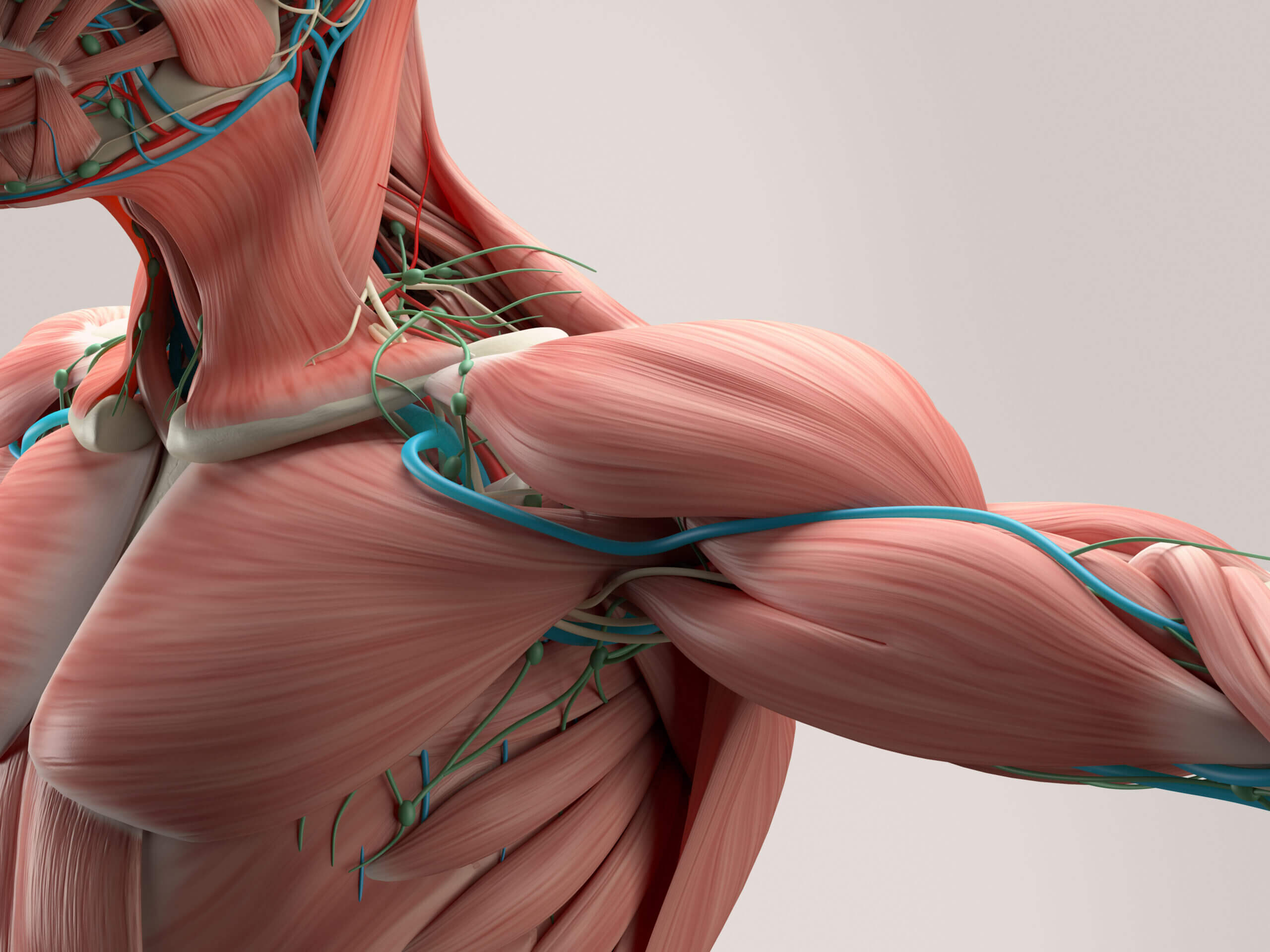 The human muscular system.